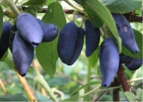 Синяя птица