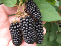 Карака Блэк